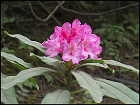 rhododendron graphic